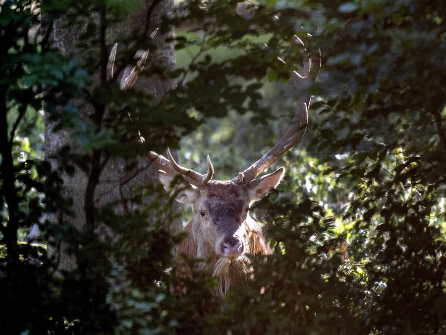 Ranný pohľad z okna prírody