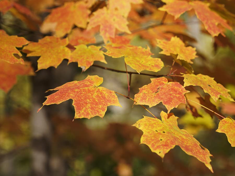 Jeseň v plnom prúde