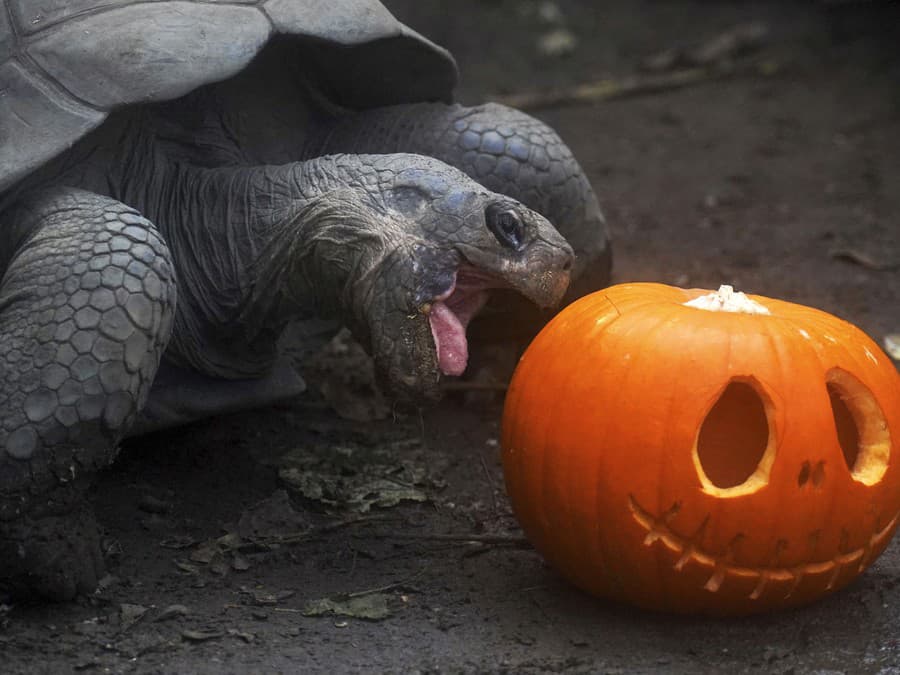Halloween je čoskoro tu, že? 