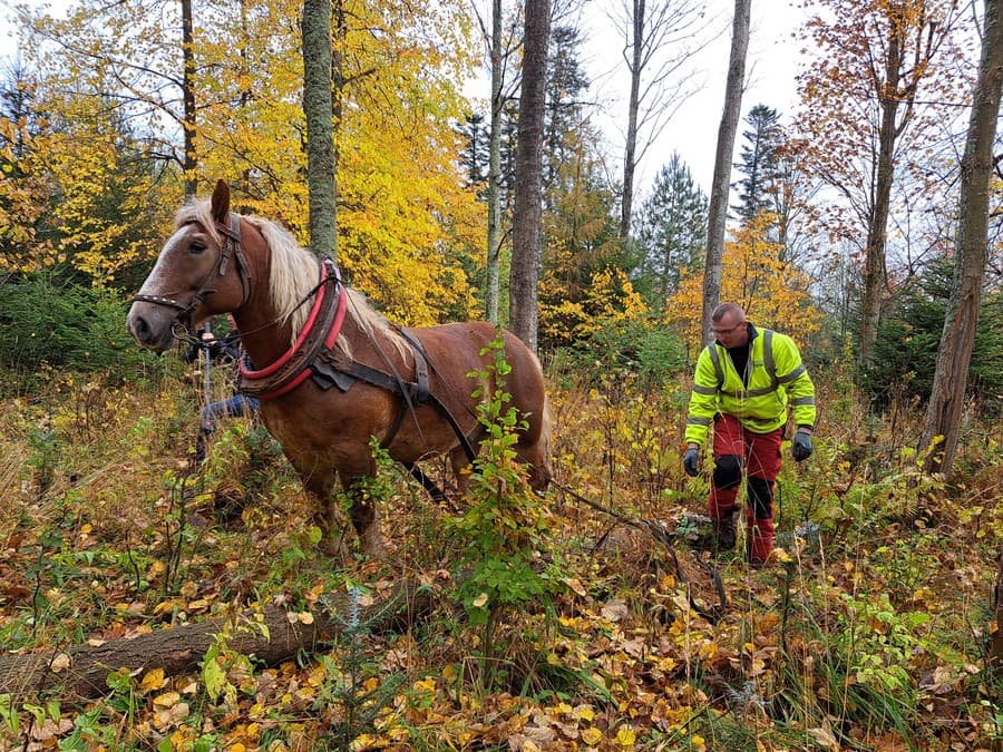 Poďme na prechádzku! 