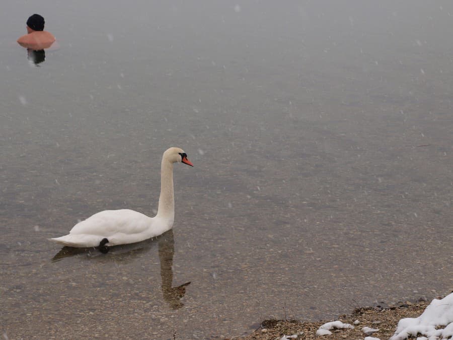 Zaplávaš si so mnou?