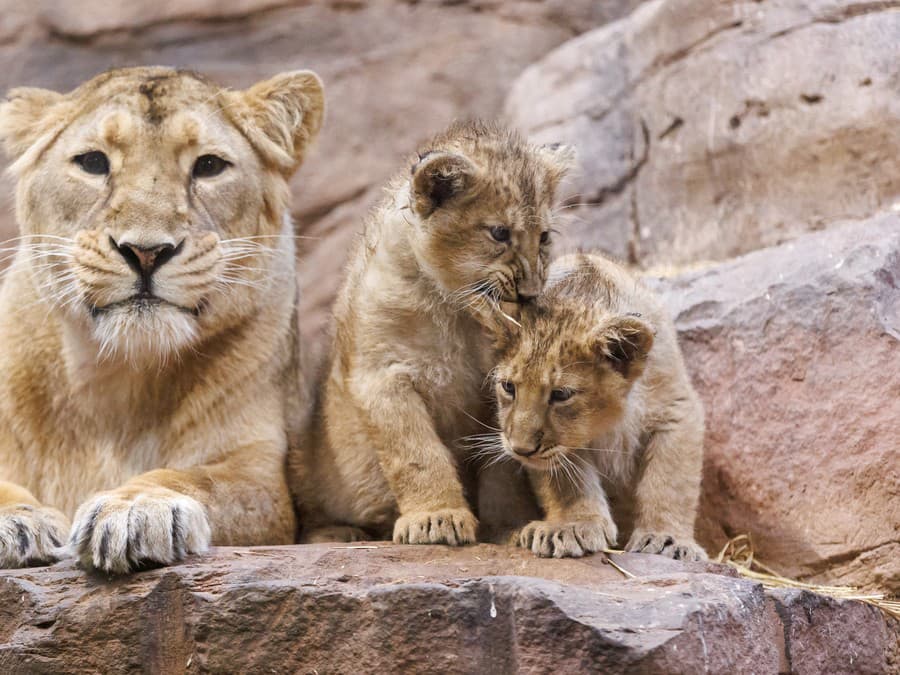 Nedeľná pohodička