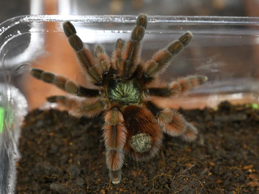 Bojíte sa pavúkov?