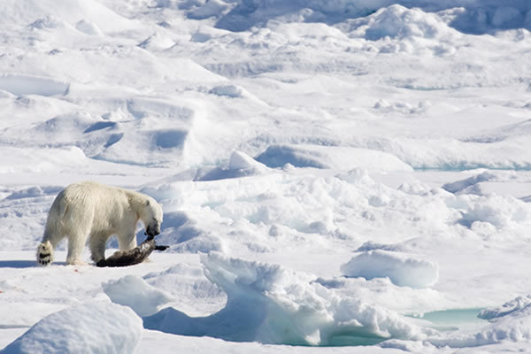 Ľadový medveď