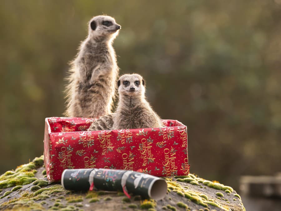 Aj my sme dostali darček!