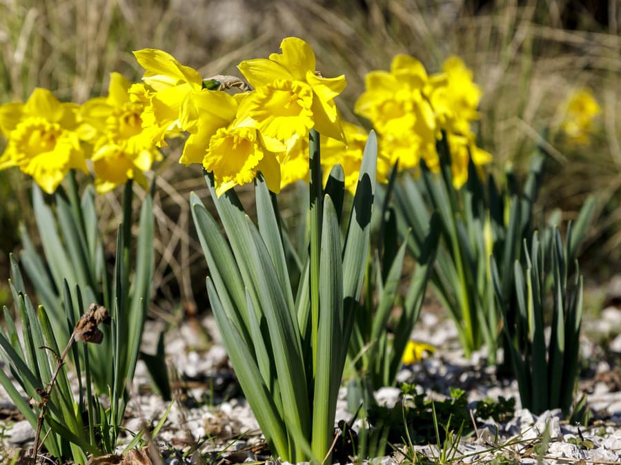 Jarné kvety v plnej kráse