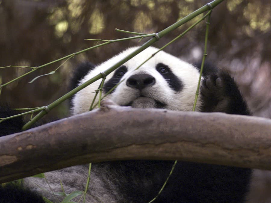 Dobré ránko prajem!