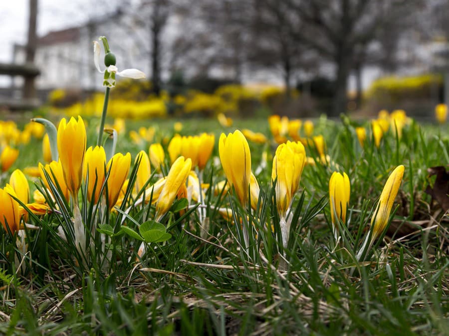 Kvety už krásne kvitnú