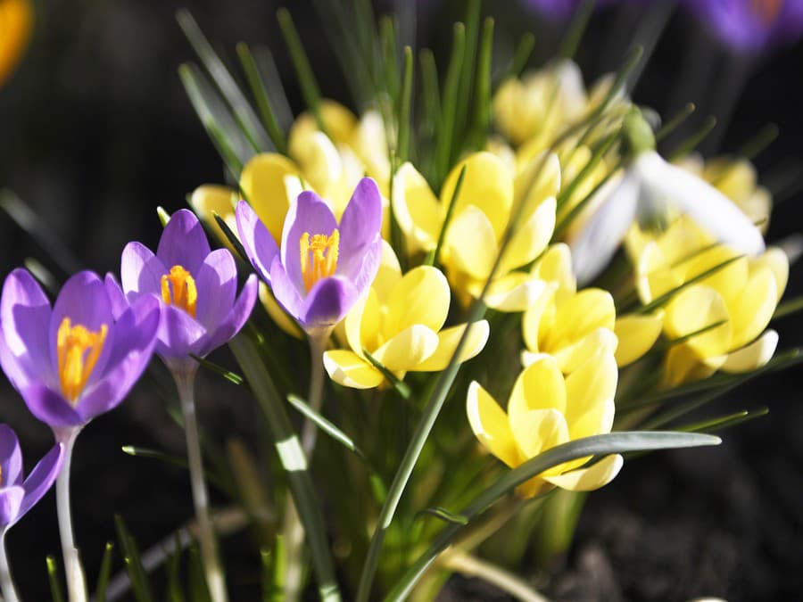 Rozkvitnuté krókusy