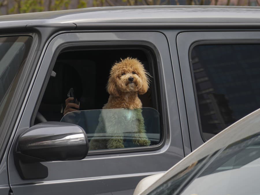 Rád sledujem okolitý svet ...