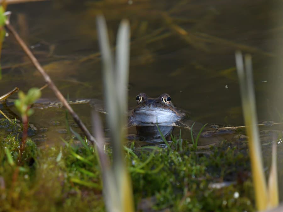 Kto sa to tam schováva?
