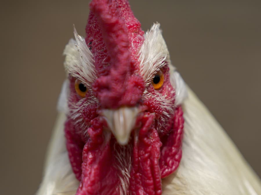 Čo na mňa zazeráš?!