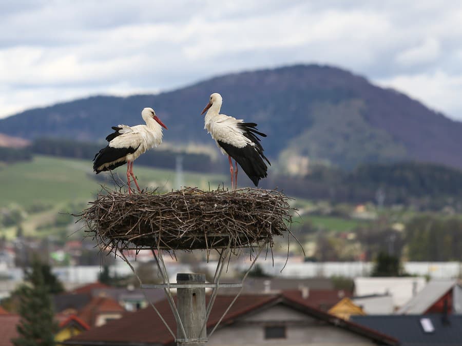 Čo si dáme na raňajky?