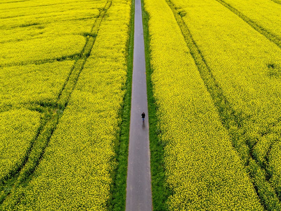 Rozkvitnutá repka olejná