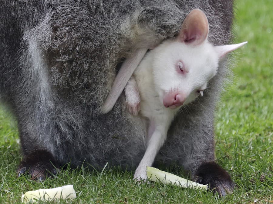 Tu sa dobre oddychuje
