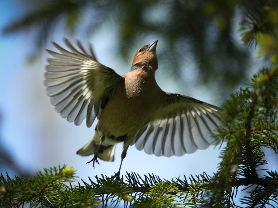 Letím do nového dňa!