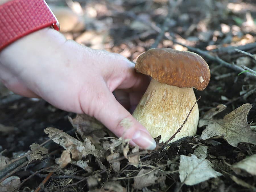 Hubárska sezóna začína