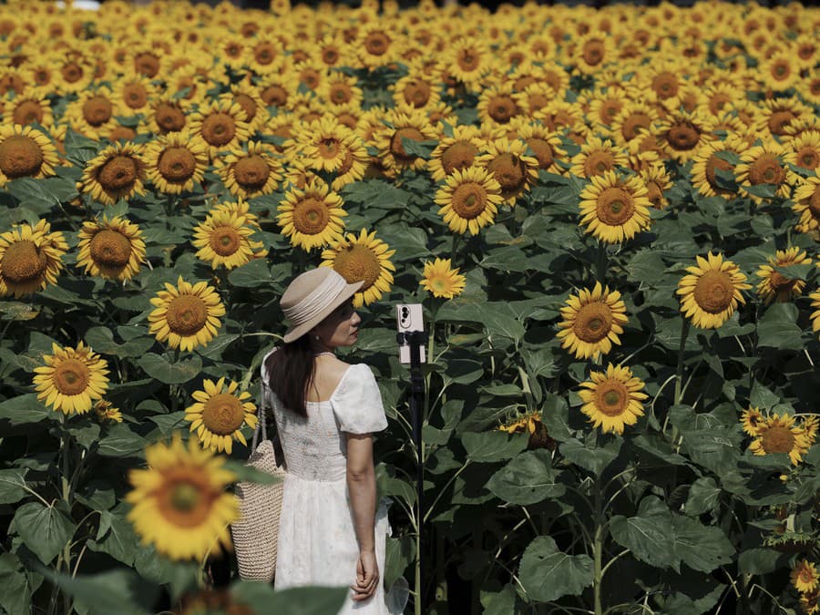 Pole posiate zlatou farbou