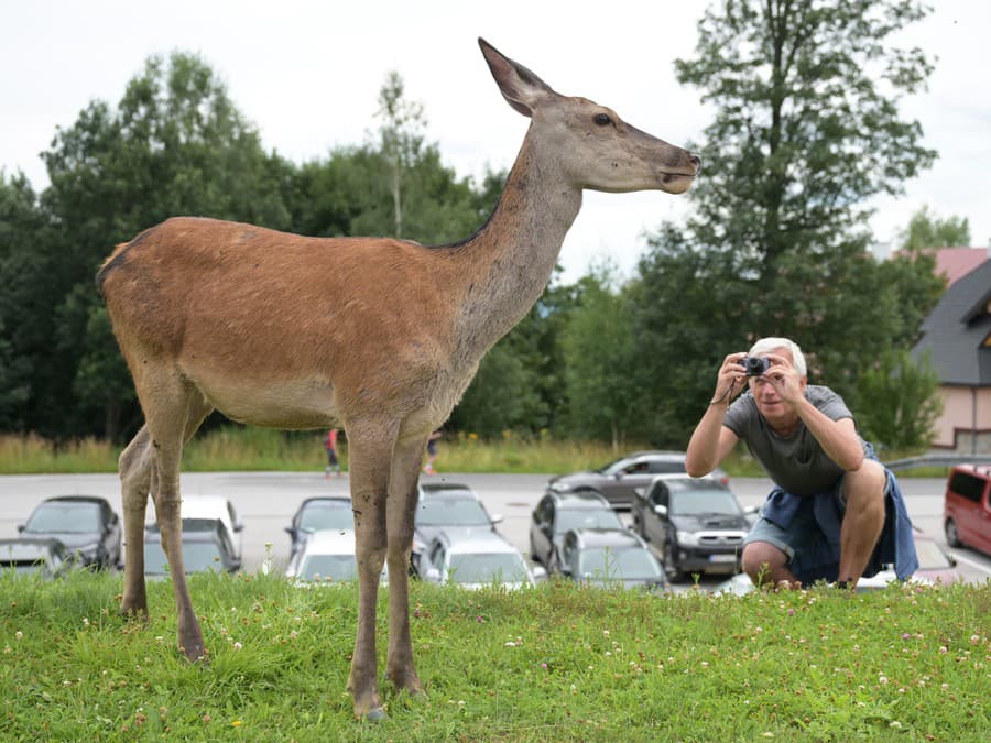 Ja som z toho jeleň!