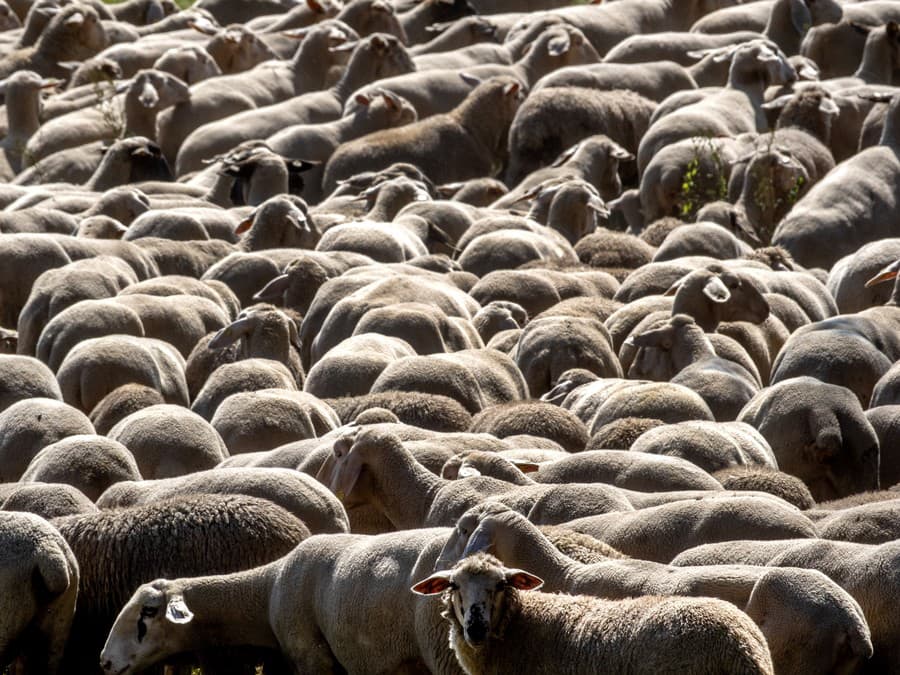 Počítaj ovečky!