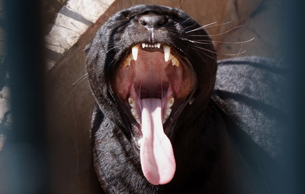 Otvor ústa a povedz á