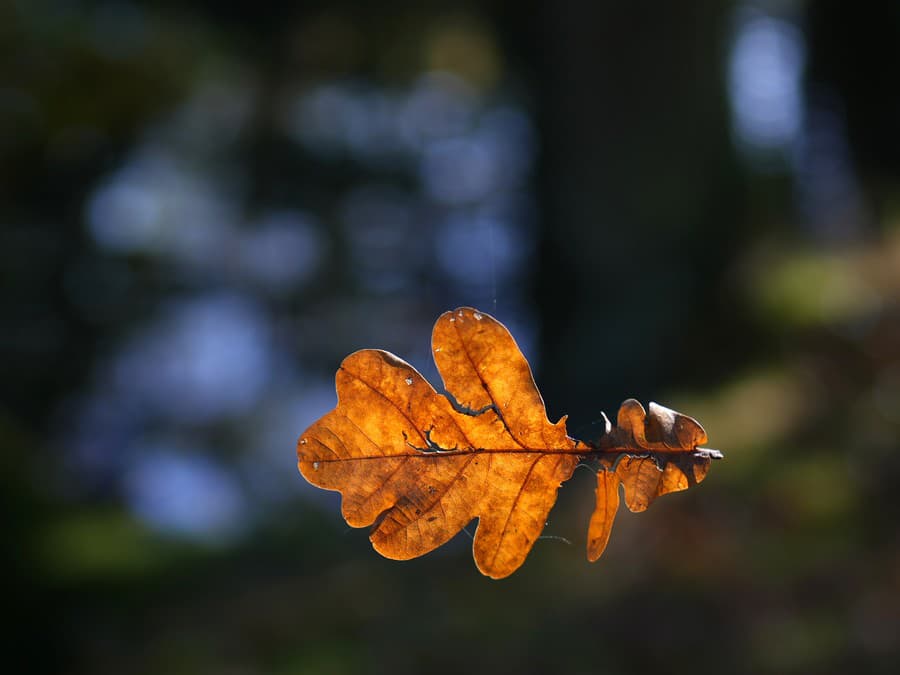 Jeseň v plnom prúde