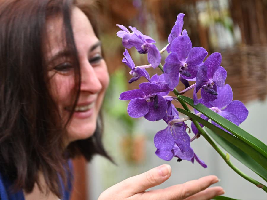 Výstava orchideí v Košiciach