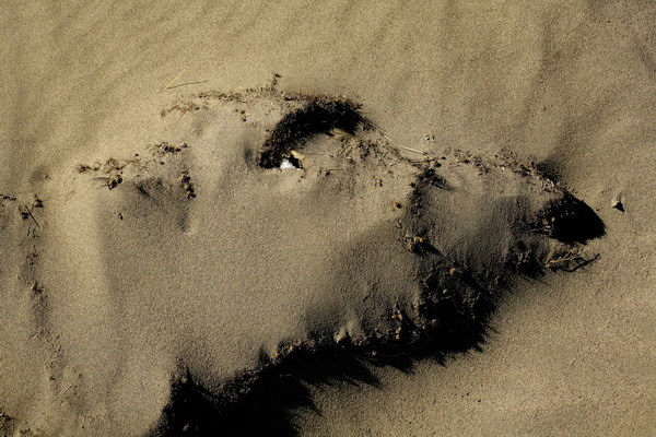 Obrys mŕtvej kravy v piesku