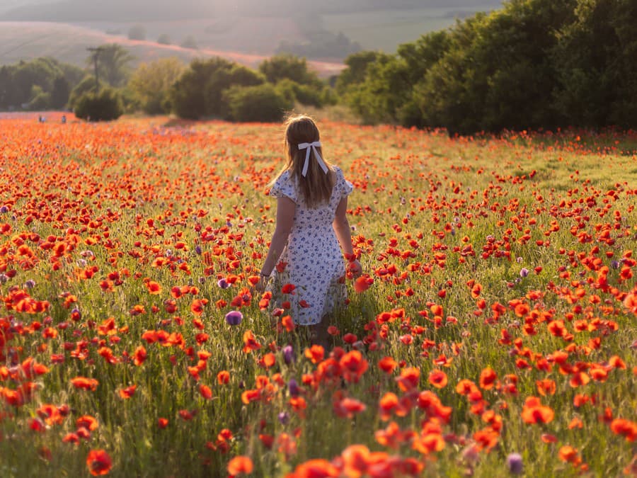 V náručí makového mora