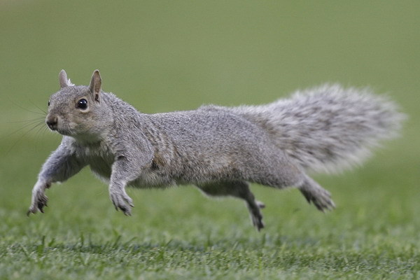 Veverička na bejzbale
