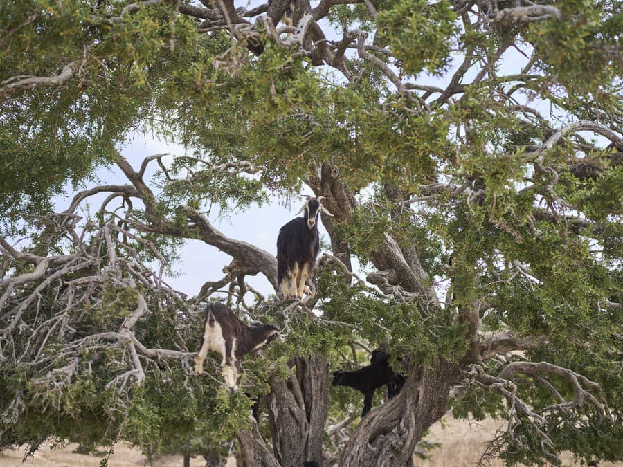 Toto sú majstri rovnováhy!