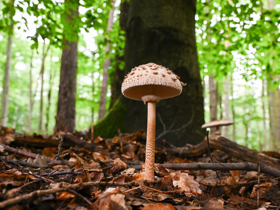 To je ale krásavec!