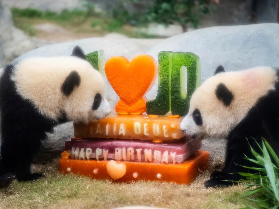 Narodeninová oslava