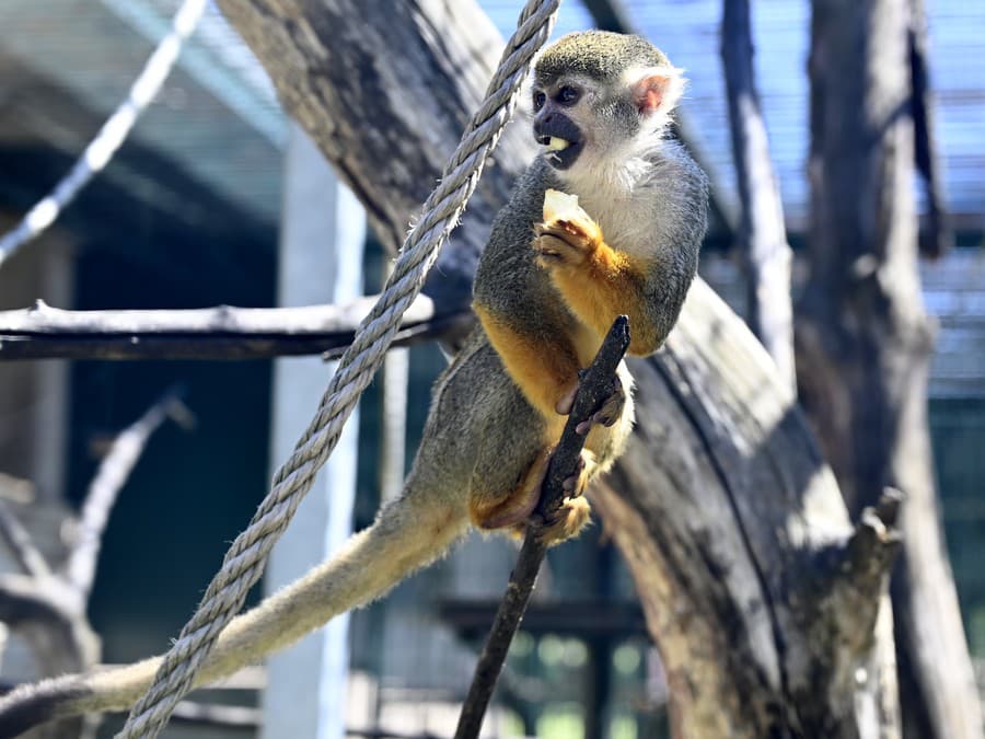 Nedeľná pohodička