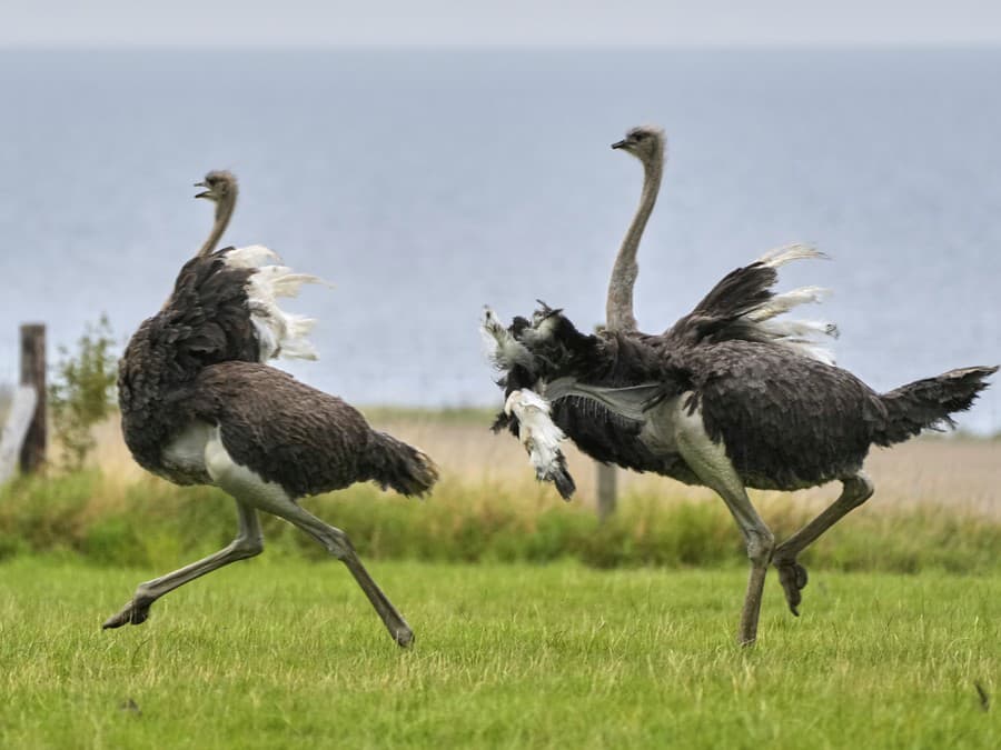 Kto bude prvý v cieli?