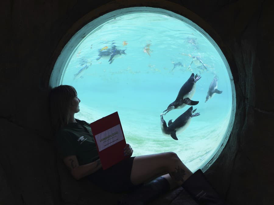 Mesiac plný tučniakov