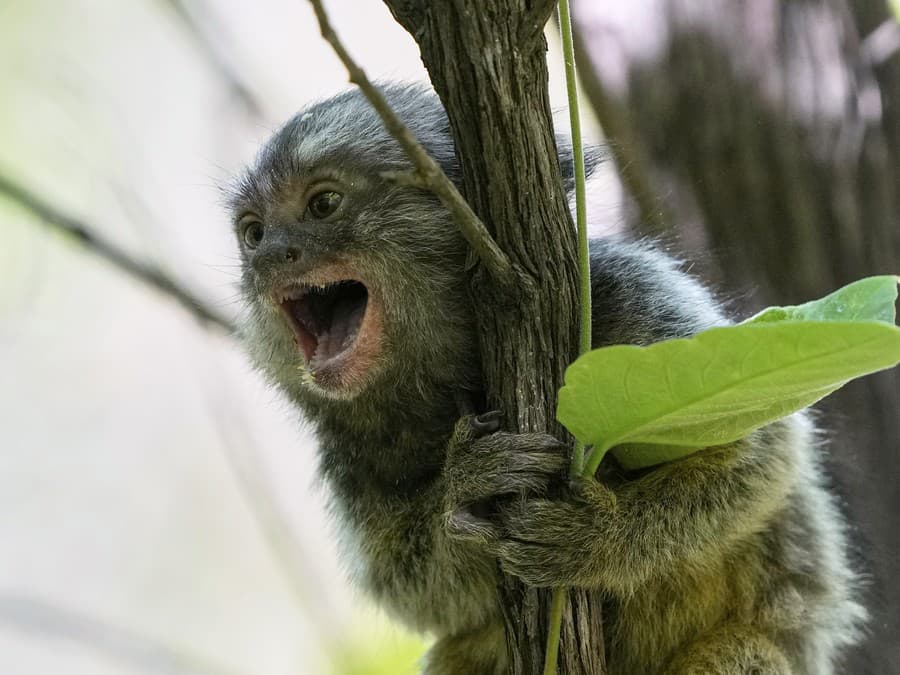 Denná dávka šťastia