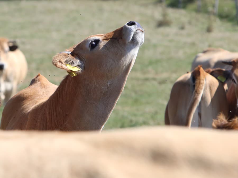 Dobré ráááánko!