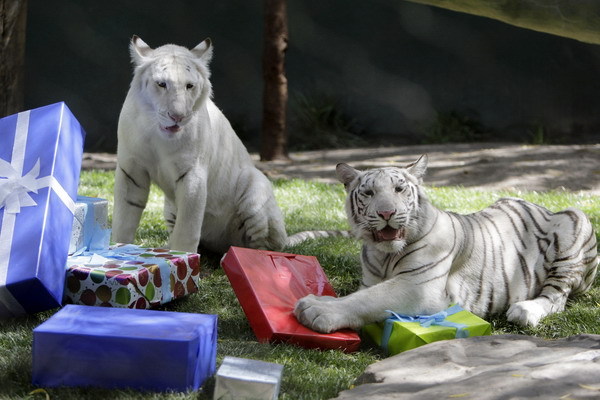 Darčeky pre tigre