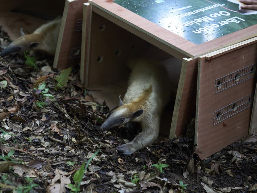 Prišiel som o niečo?