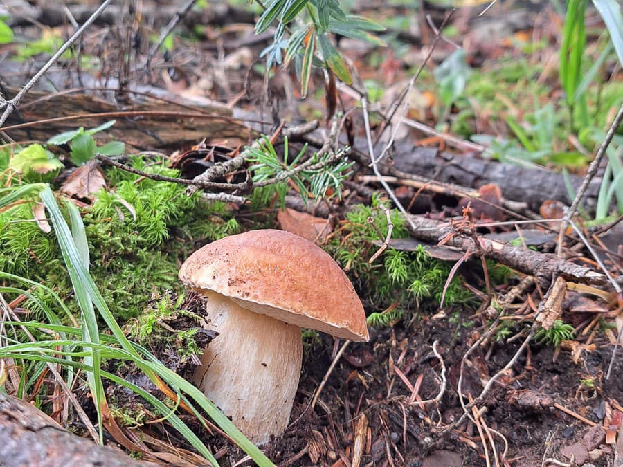 Ešte stále rastú!