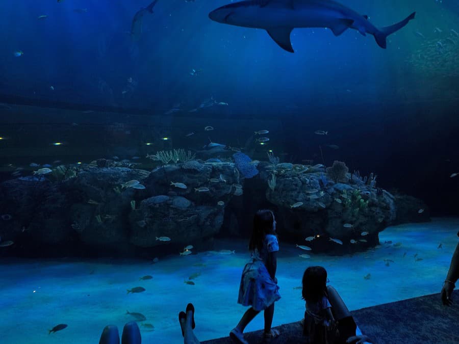 Dobré ráno z akvária!