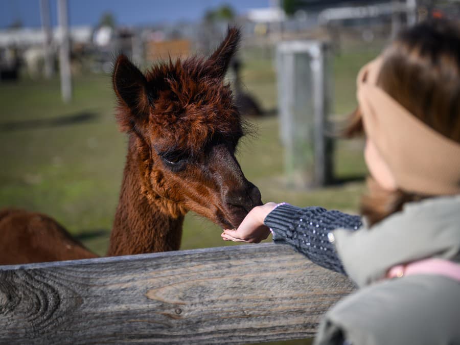 Čo tam máš za dobrotu?