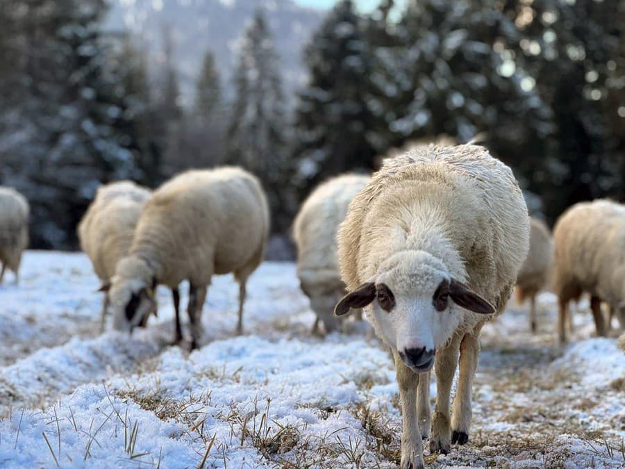 Máš tam niečo dobré?