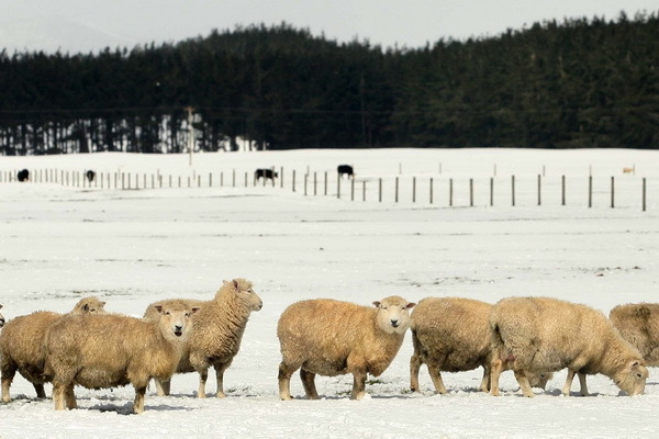 Sneh na Novom Zélande