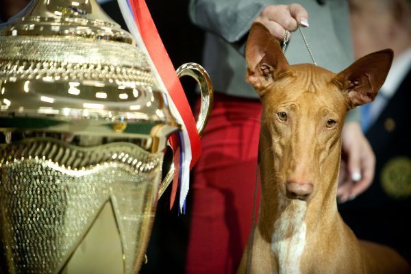 Najkrajší pes roka 2009