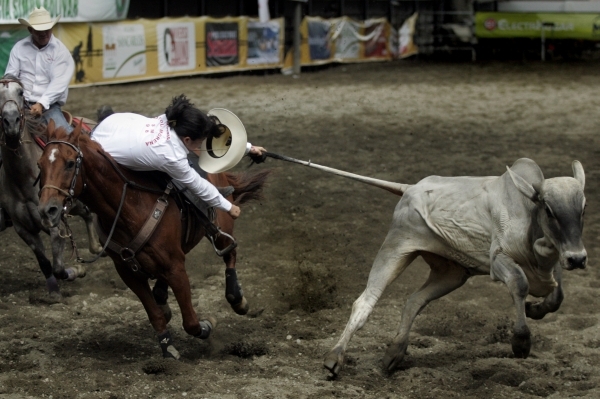 Krutý Coleo Festival