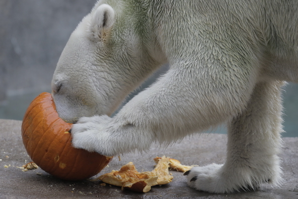 Medveď je pripravený na Halloween