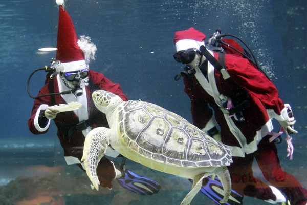 Vianoce v akváriu