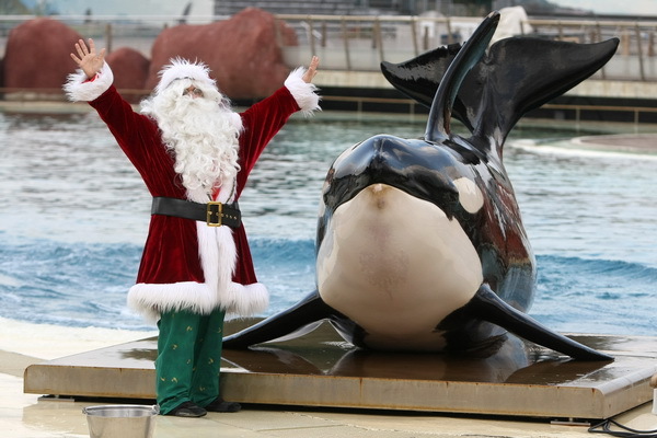 Santa Claus a kosatka